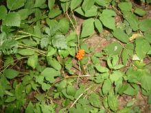 S7303205-57bc79d8d1d01