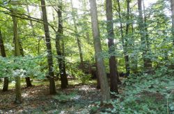 Sternwallfahrt_2018_5