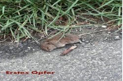 Krimiwanderweg_2_Etappe_004